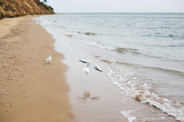 Beautiful seagulls and sea waves foam on sandy beach with seashells on tropical island. Waves and birds in ocean bay or lagoon. Tranquil calm moment. Summer vacation. Copy space