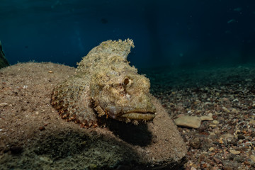 Scorpion fish camouflage in the Red Sea, Eilat Israel