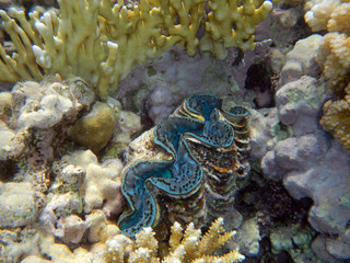 Muschel neben Korallen