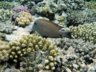 Fisch in einem Korallenriff
