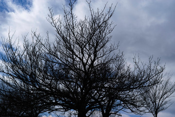 Trees in the sky