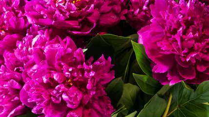bouquet of peonies is in a vase