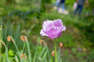 Blue heron varietal needle tulip, large tulip head grows in an outdoor garden, horizontal photo postcard
