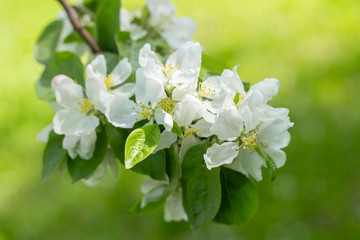 Flowering branch apple background green grass. White flowers apple petals, garden fruit trees are blooming