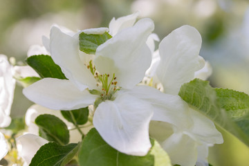 White flowers of an apple-tree makru close-up, petals of a stamen of an apple flower