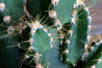 Macro di parte di un cactus