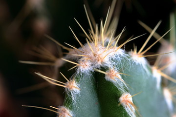 Macro di parte di un cactus