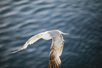 Seagull flies over the sea close up.
