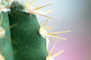 Macro di parte di un cactus