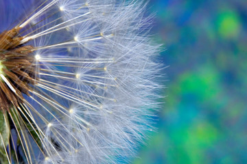 Dandelion Seed Head Blowball Close Up on Rainbow Abstract Background 