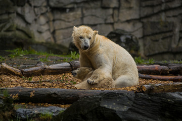Big polar bear during a rain with the small child. Playful and curious mood at wild animals. Nature.