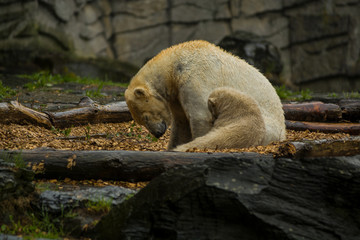 Big polar bear during a rain with the small child. Playful and curious mood at wild animals. Nature.
