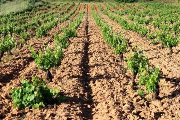 Plowed field, vineyard landscape in Greece.