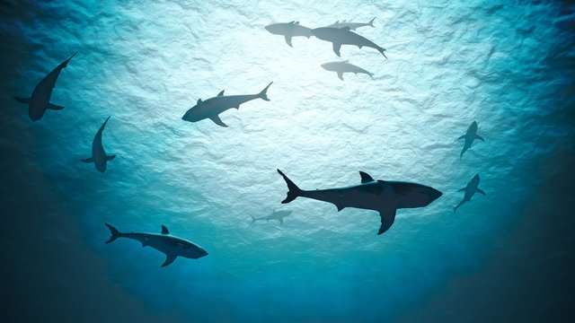 Silhouettes of sharks underwater in ocean against bright light.