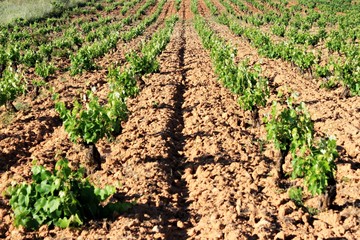 Fototapeta na wymiar Plowed field, vineyard landscape in Greece.