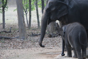 baby and mother elephant