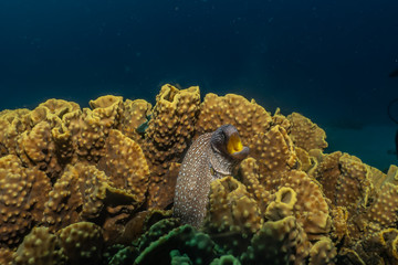 Moray eel Mooray lycodontis undulatus in the Red Sea, eilat israel