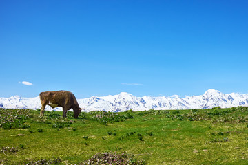 cow grazing on a green meadow against the white mountains