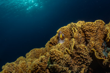 Moray eel Mooray lycodontis undulatus in the Red Sea, eilat israel