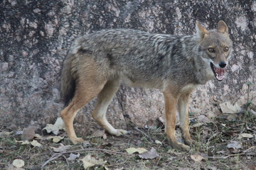in search of food jackal