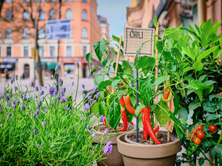 red chili peppers in a pot on a city street background
