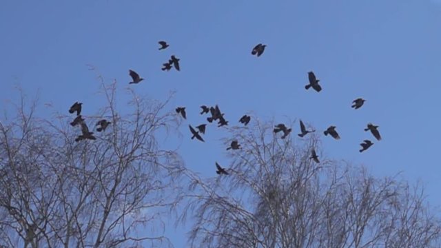 A large flock of Hooded crows (Corvus comix) flies over the spring bare birches. The impression of the flight of black birds in the blue sky. Super slow motion 1000 fps