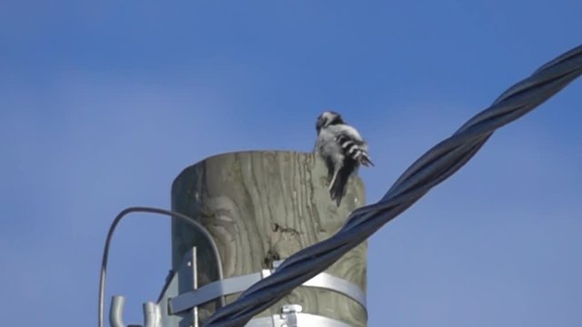 Lesser spotted woodpecker sits on wooden pole top and performs wedding sound as drum roll. Slow motion shows what it costs him - crazy bird batters with beak and head to brain concussion.