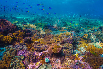 Fototapeta na wymiar A shot beautiful shot of a crystal clear water and reef