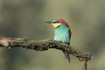 Fototapeta premium Portrait of a beautiful tropical bird, the bee eater (Merops apiaster)