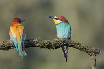 Portrait of a beautiful tropical bird, the bee eater (Merops apiaster)