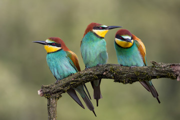 Portrait of European bee eaters (Merops apiaster)