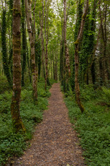 A narrow path leading through a remote woodland, trees on both sides and lush green undergrowth, nobody in the image