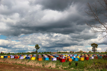 Colorful bee hives in a countryside