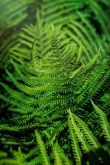 leaf of fresh green fern. Bright spring holiday card