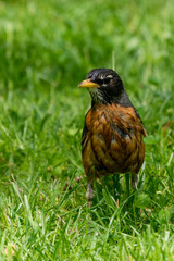 Wet American Robin in the Grass