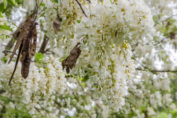 Black locust flowers. White flowers of acacia hanging from tree branches