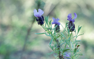 Lavendelblüten