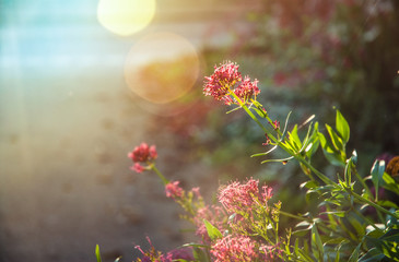flower with bokeh and sunlight 