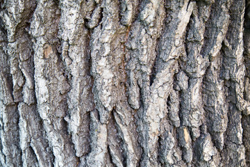 The texture of oak bark. Texture backgrounds for Wallpaper graphics design Wallpapers Abstract illustration of a tree structure