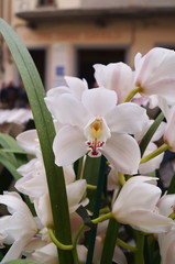 White cymbidium flowers