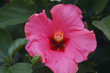 Pink hibiscus flower