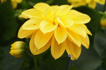 Fototapeta premium Yellow dahlia flower
