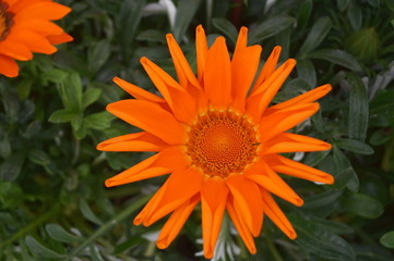 Orange gazania flower