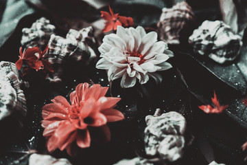 fiori piante 