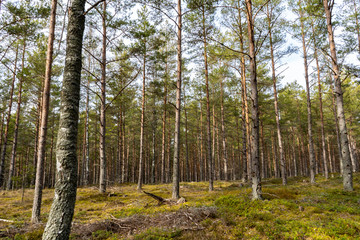 path in the forest.scandinavia sweden