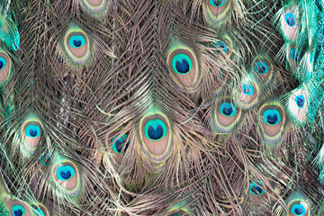 Obraz premium Abstract background of peacock feathers coral and turquoise.