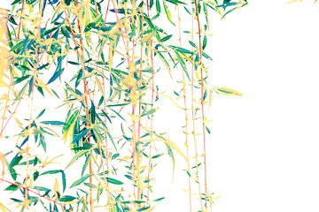Fototapeta na wymiar View of the branches of a willow on a white background.