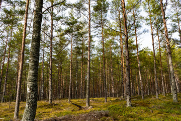 Fototapeta premium path in the forest.scandinavia sweden