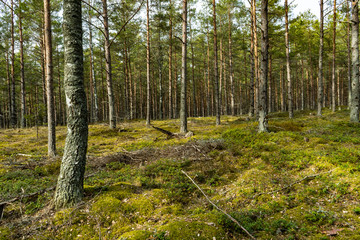 path in the forest.scandinavia sweden