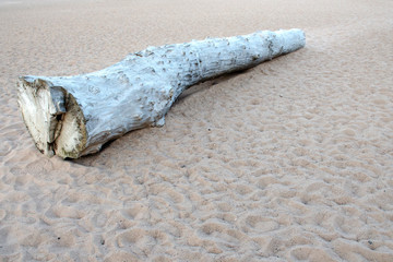 The old cracked log lies on the sandy texture